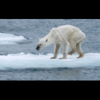 掙扎中！冰川加速融化 北極熊命運譜哀歌