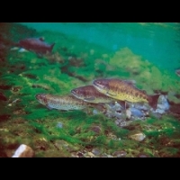 尋找「櫻花鉤吻鮭」的謎樣身世！關於水中夥伴，你認識多少？生物學家帶你認識台灣溪流魚類和環境的故事.....