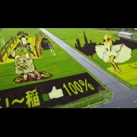 日本青森縣的創意稻田畫　今年「亂世佳人」展現超強的地景藝術