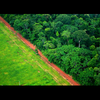 紐約時報：繼續砍伐森林人類未來沒水喝