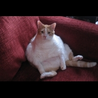 為什麼我家的貓咪會變這麼胖？ ｜寵物迷