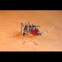 大蚊竟然不是蚊子？蚊子為何要吸血？更多你不知道的蚊子冷知識都在這裡！！