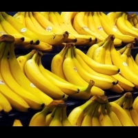 【專文】美味香蕉可能消失嗎？