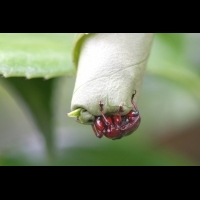 棕長頸捲葉象鼻蟲要築巢了？！7張照片， 看完完整築巢與產卵過程，令人動容！