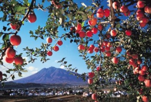 蘋果色的秋天風情：青森‧日本
