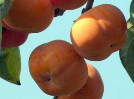 一女子疑吃柿子過量　導致胃藏大糞石