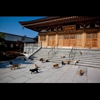 到日本福井縣的「貓寺」與貓咪結下良緣