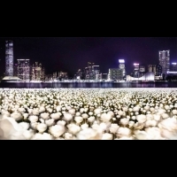 首爾出發香港綻放！25,000朵玫瑰燈花海即將照亮維港