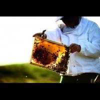 一起拯救蜂蜜  留住金猴年甜蜜肌感