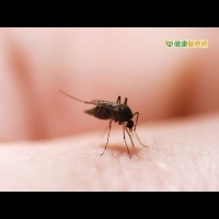 茲卡病毒防治之道　控制斑蚊數量