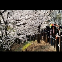誰說追櫻花一定要到日本？！立即規畫韓國的賞櫻行程，隨時都可以出發，還有一系列熱鬧的慶祝活動！！