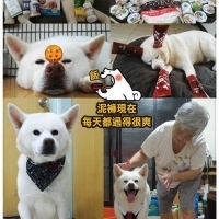 總裁是個賠錢貨:棄犬泥褲遇到愛,一段關於牠吃軟飯我吃土的故事