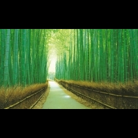 明天就出發：京都府－令人忍不住也跟著立正站好的嵯峨野竹林　