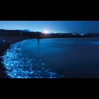 明天就出發：佔領富山灣海岸的螢烏賊！在黑暗中浮現的藍光