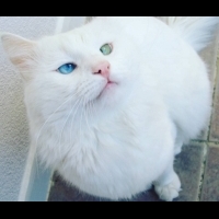 擁有雙色美瞳的絕世美貓就是牠！2歲土耳其梵貓Aloş雙眼美哭眾人│妞新聞