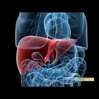 BMI正常也有脂肪肝　竟因鮪魚肚惹禍