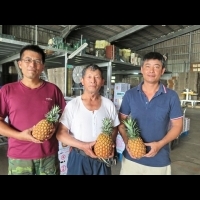 內埔兄弟檔悉心栽種　香甜鳳梨外銷大陸市場夯