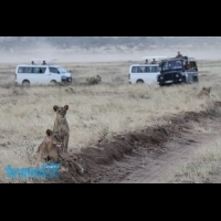 電影《遠離非洲》真實呈現！超震撼的肯亞動物大遷徙季節盛典，一定要親自走一遭...