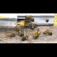 蜜蜂危殆！美農業部警訊：2015蜂群陣亡率達44%