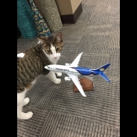 主人臨時要生產　加拿大超暖心航空公司幫忙看顧貓咪！