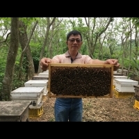 80年來首見！產量不及去年一半　台蜂蜜收成慘創新低