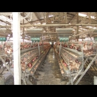 雲林養禽場雞隻確診H5亞型禽流感 動保處呼籲農戶加強防範