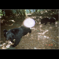 登山請注意　玉山公園大分地區有黑熊出沒　