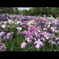 【日本now番外篇】原來日本人從江戶時代就很愛賞菖蒲花