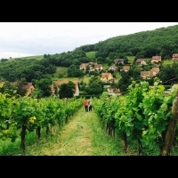「貧窮的人都住在城市裡！」法國葡萄農夫的簡單生活