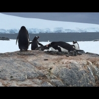 企鵝走高速公路、孵蛋...你見過嗎？9天的南極行，「這些景象」真的太令人難忘了！