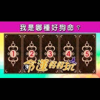 【命運好好玩】塔羅占卜，我是哪種好狗命？