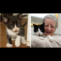 64歲的奶奶20年前救了一隻小貓！20年後，這隻小貓卻意外的救了老奶奶一命！
