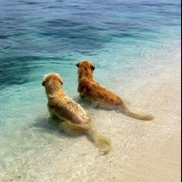 帶狗寶貝去海邊玩要準備清水？帶狗狗去海邊玩要注意的二三事│妞新聞