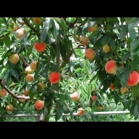 中市行銷優質農產　梨山水蜜桃將於板橋農會展售