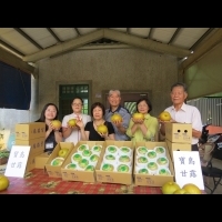 前楊梅市長退休種梨　入口甜滋滋獲各界盛讚