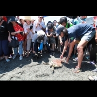  綠蠵龜-小叮噹回大海的家 大愛台呼叫妙博士發起的減塑救海洋活動