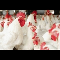 雞場的危機！從美國雞肉感染海德堡沙門氏菌案發現，「這個原因」正是疫情擴大的溫床...