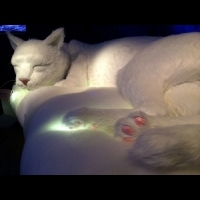 【貓日子】CATLAXY貓的小宇宙 攝影展