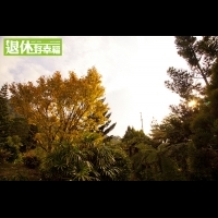 滿山滿谷都是黃色金條，台灣也有座不可思議賞楓步道！隱藏在山谷中的人間仙境，行動不便與帶嬰兒推車的家長們都適合前來哦...