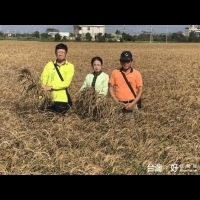 稻米種成空包彈　梅姬颱風肆虐造成遲發性農損