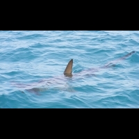 拒吃魚翅保護鯊魚免瀕臨絕種