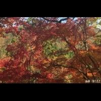九州楓紅滿山遍野　熊本溫泉、大自然、美食享受個人之旅