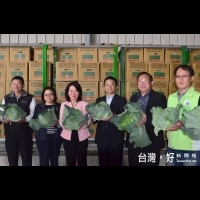 搶救高麗菜價　雲林外銷韓國30公噸