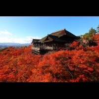 京都必訪♡４座「不得不拜」的超特色‧著名寺廟♪