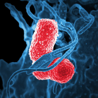 吃不夠膳食纖維的結果：腸內細菌啃腸壁