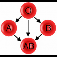 血型源自抗原、抗體反應　且不只ABO三型