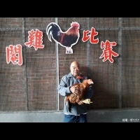 大溪大閹雞比賽　12.38台斤閹雞奪冠