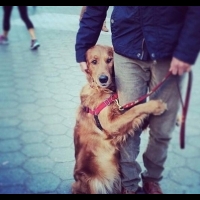 神療癒～超想被牠撲倒！這隻金毛暖犬已經在紐約撲了無數人～快看牠抱大腿的樣子根本太萌！出發去紐約囉XD