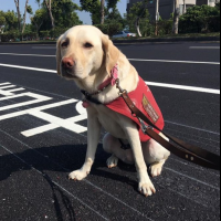 司機宣導超暖心！究竟導盲犬是如何訓練的？