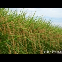 農試所研發稻米新品種　「台灣越光米」上架反應不俗